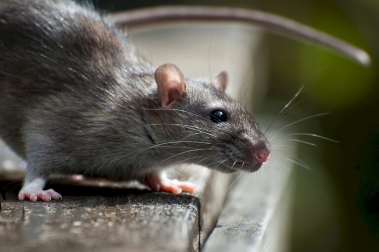 Rats