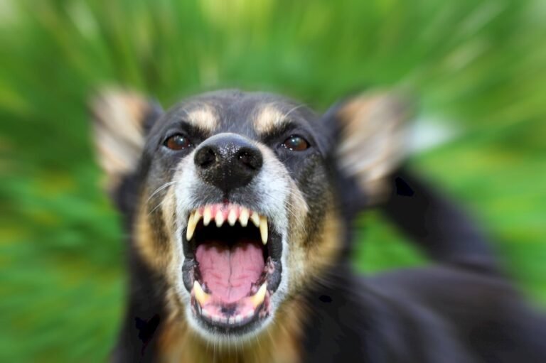 Rabid Animals