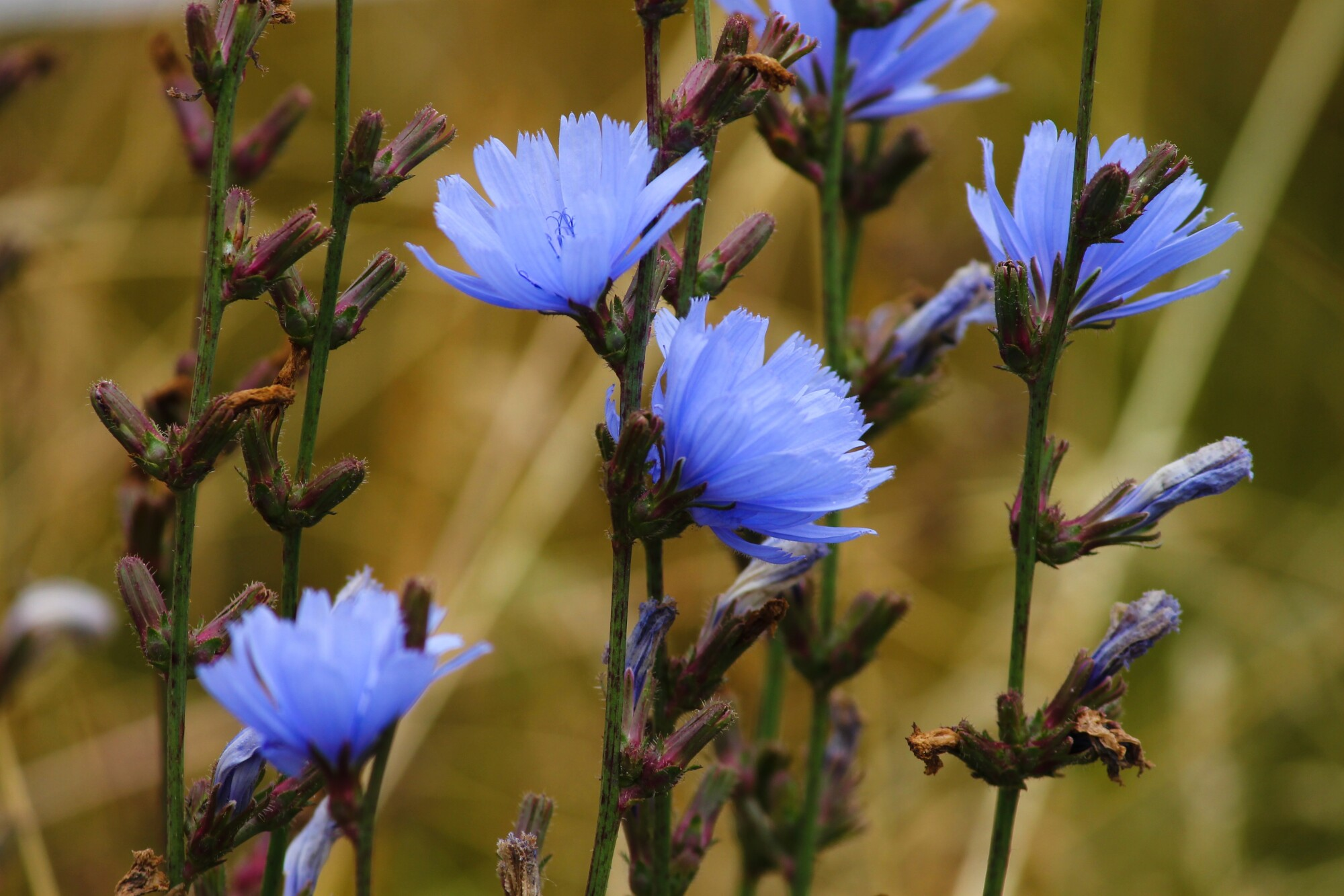 Types of Flowers