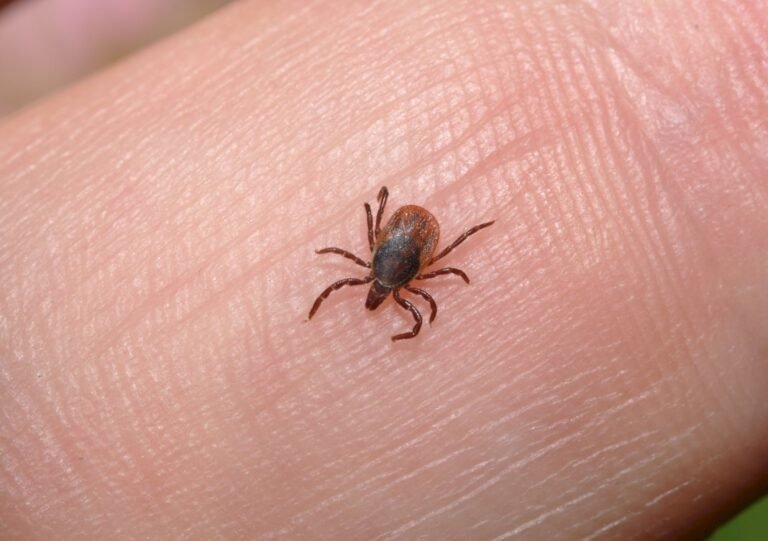 Lyme Disease