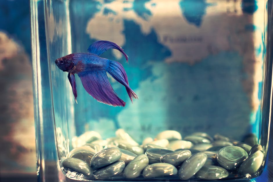 how to care for betta fish