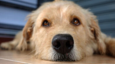 Photo of What Types of Substances Can Sniffer Dogs Detect?