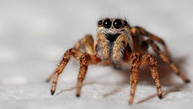 Photo of Macromaker Guia: A Comprehensive Guide to Mastering Macro Photography