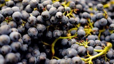Photo of Are Grapes Keto? Healthy Alternatives for Weight Loss