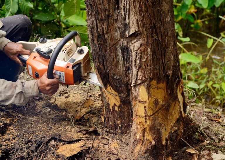 cheapest time of year for tree removal