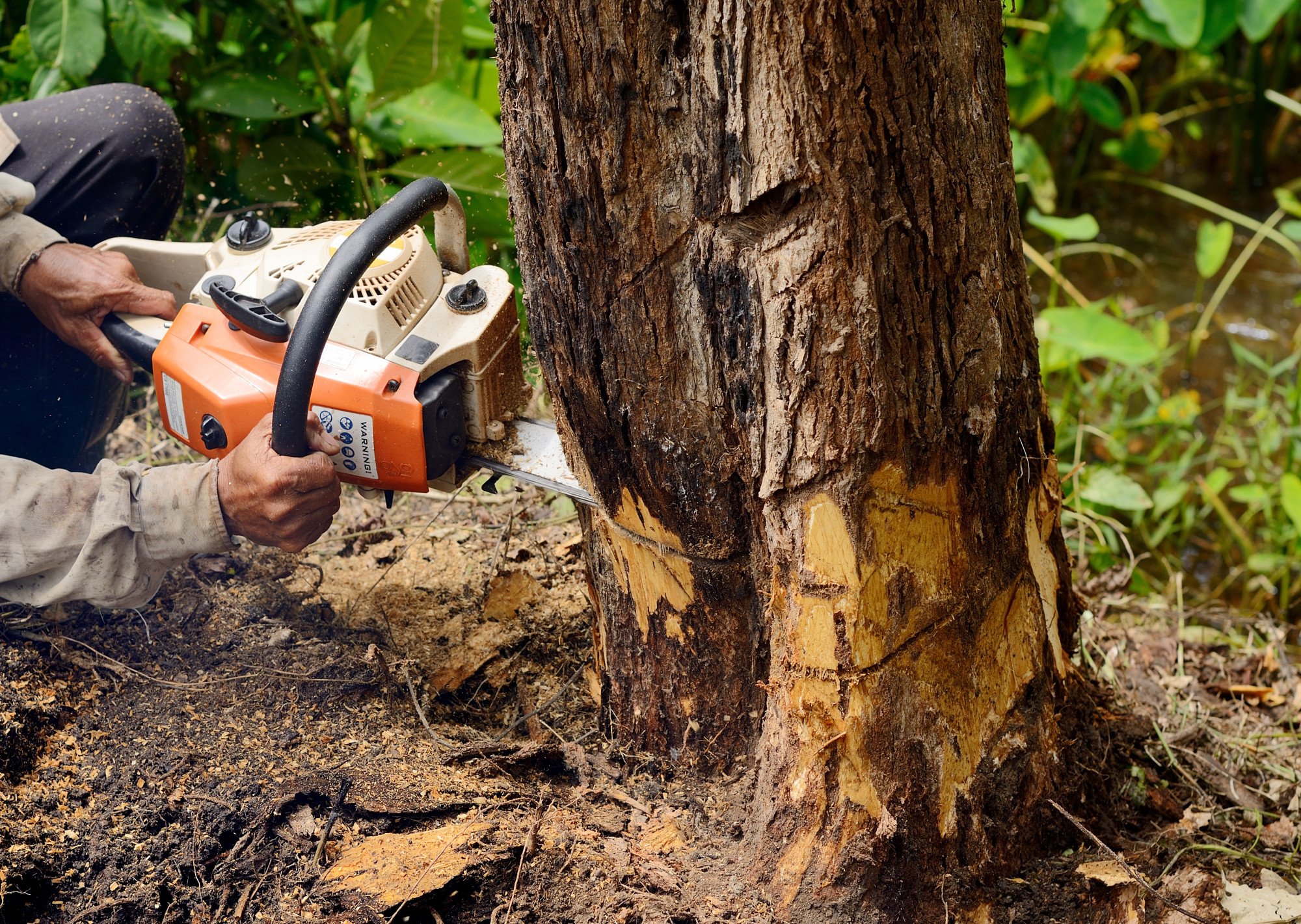 cheapest time of year for tree removal