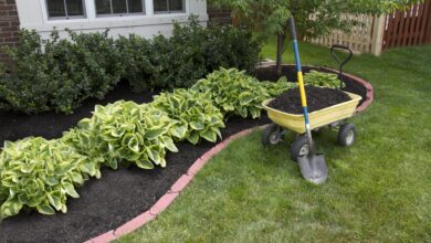 Photo of The Most Effective Deweeding Techniques in Your Garden