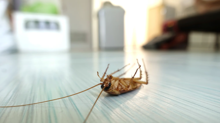 how to prevent cockroaches