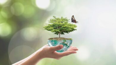 Photo of Embracing Sustainability: A Guide for Moms and Families