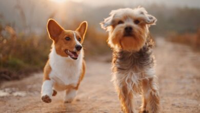Photo of 4 Tips for Choosing the Best Pet Insurance in NJ