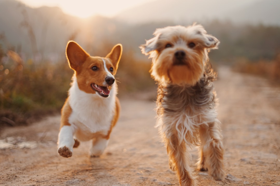Pet Insurance