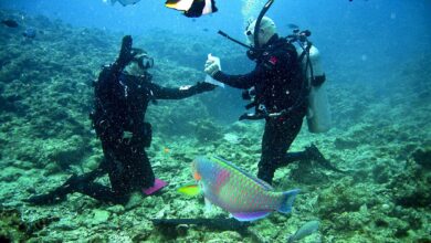Photo of 4 Things You Need to Know Before You Go Reef Snorkeling