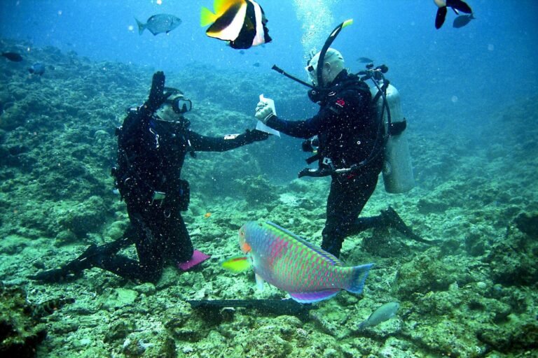 reef snorkeling