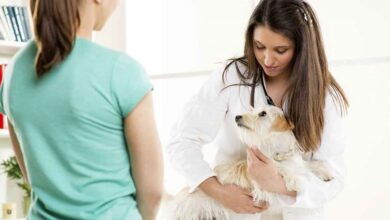 Photo of When Seconds Matter: The Vital Role of an Emergency Vet in Bundaberg