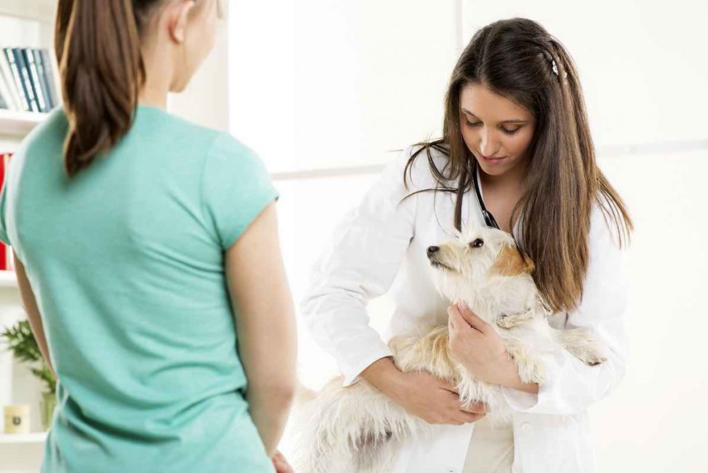 Emergency Vet in Bundaberg