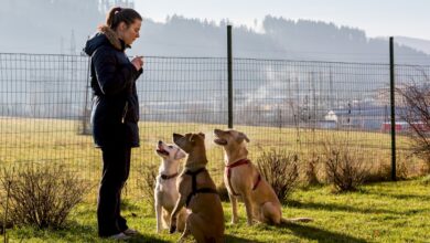 Photo of Training Retreats: Where Your Dog Learns While You’re Away