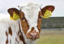 Photo of RFID Tags for Livestock: Enhancing Livestock Management with Advanced Technology