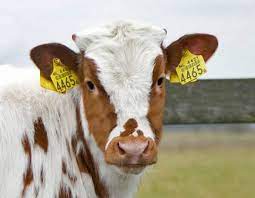 Photo of RFID Tags for Livestock: Enhancing Livestock Management with Advanced Technology